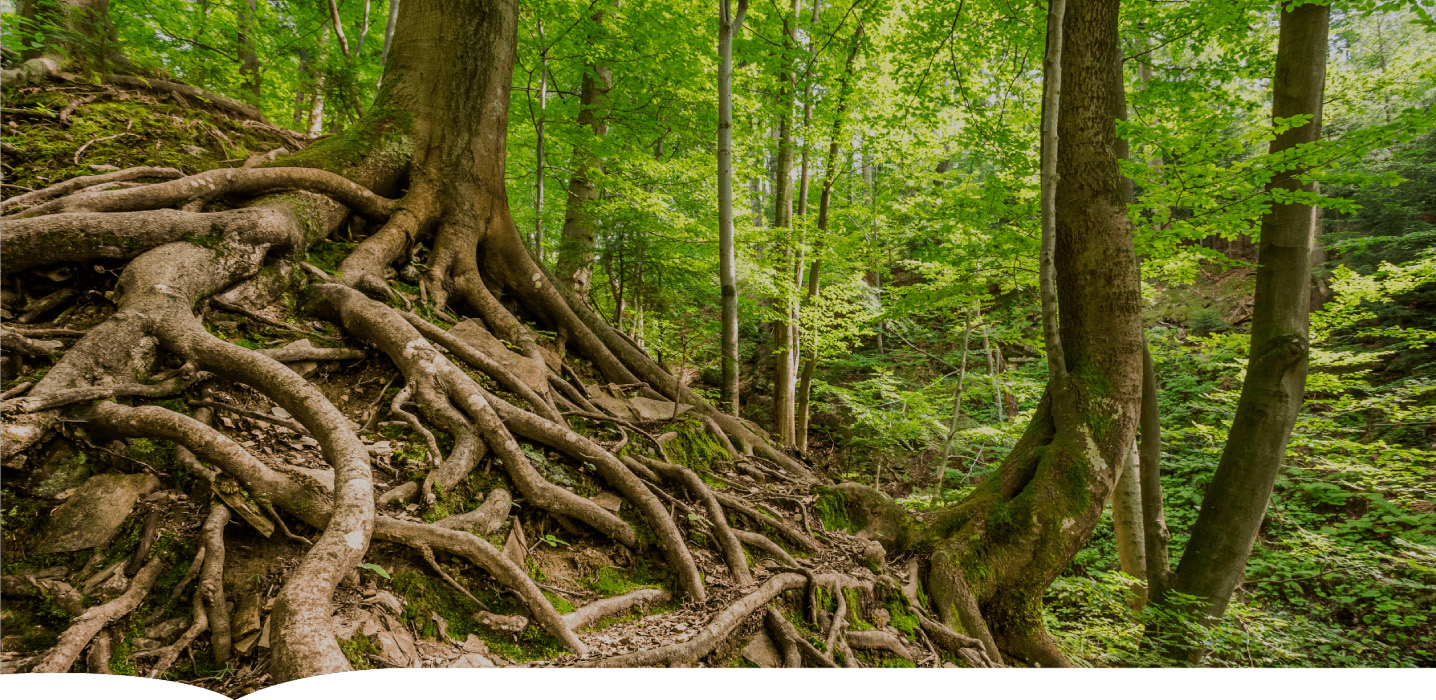 Random background image loaded by Laravel